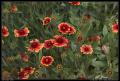 red_yellow_flower_patch