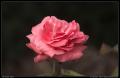 salmon_flower_2