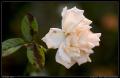 unkempt_white_flower