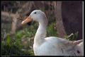 white_duck_again