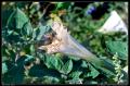 bee_on_white_flower