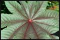 big_radial_leaf