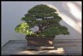 bonsai_1