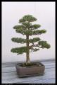 bonsai_10