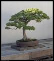 bonsai_11