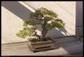 bonsai_13