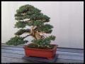 bonsai_14