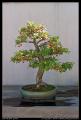 bonsai_16