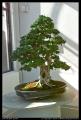 bonsai_18