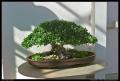 bonsai_19