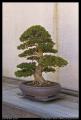 bonsai_2