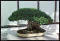 bonsai_20