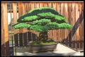 bonsai_3