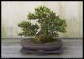 bonsai_4