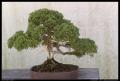 bonsai_5