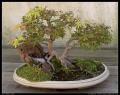 bonsai_6