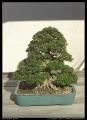 bonsai_9