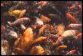 feeding_frenzy_2