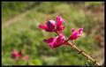 fuzzy_pink_flower