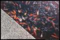 goldfish_feeding_frenzy