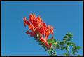 red_flower_against_sky