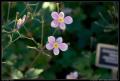 sparse_pink_flowers