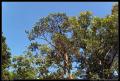 trees_on_sky