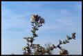 blossoms_against_sky