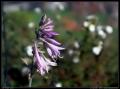 purple_soft_focus