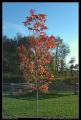 red_leafed_tree