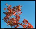 red_tree_vs_sky