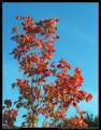 red_tree_vs_sky_2