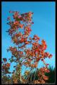 red_tree_vs_sky_3