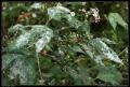 frosty_leaves