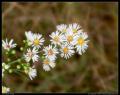 tiny_white_flowers_softfocus