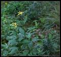 yellow_pink_flowers