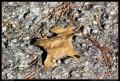 fallen_leaf