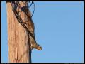 squirrel_going_down_pole