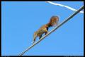 squirrel_on_powerline