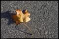 fallen_leaf