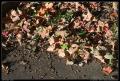 fallen_pastel_leaves