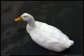 fat_white_duck