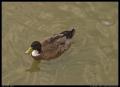 mallard_with_a_cold