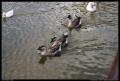 three_brown_ducks