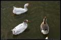 trio_of_ducks