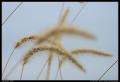 foxtails_shallow_dof