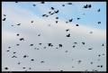 more_silhouetted_birds