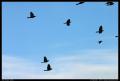 silhouettes_in_flight