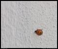 asian_ladybug