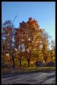 backlit_trees_2